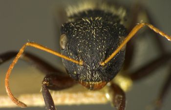 Media type: image; Entomology 21627   Aspect: head frontal view